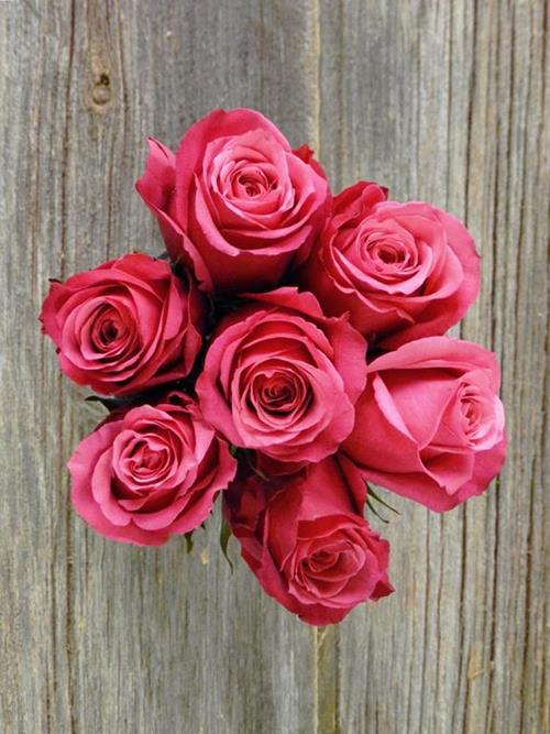 CHERRY O  HOT PINK ROSES